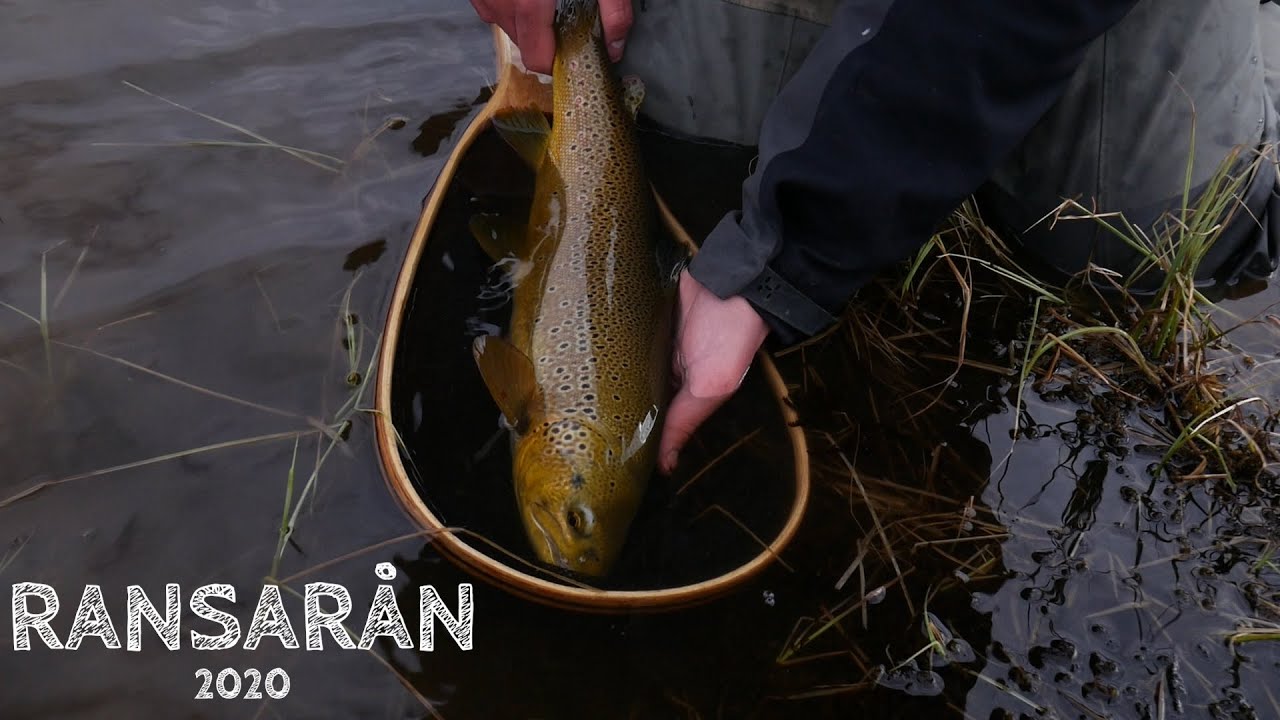 RANSARÅN  | MAJ | 2020