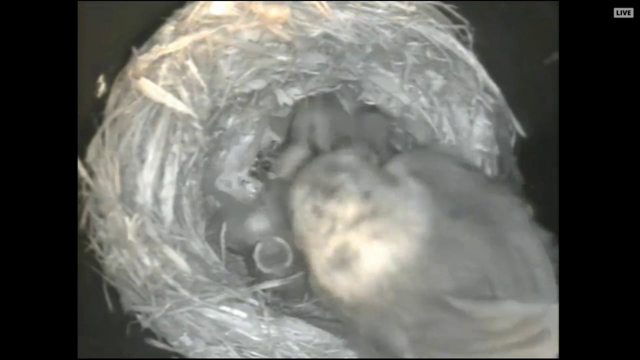 Squeaky the Brown Headed Nuthatch and her babies from the Woodiecam 5