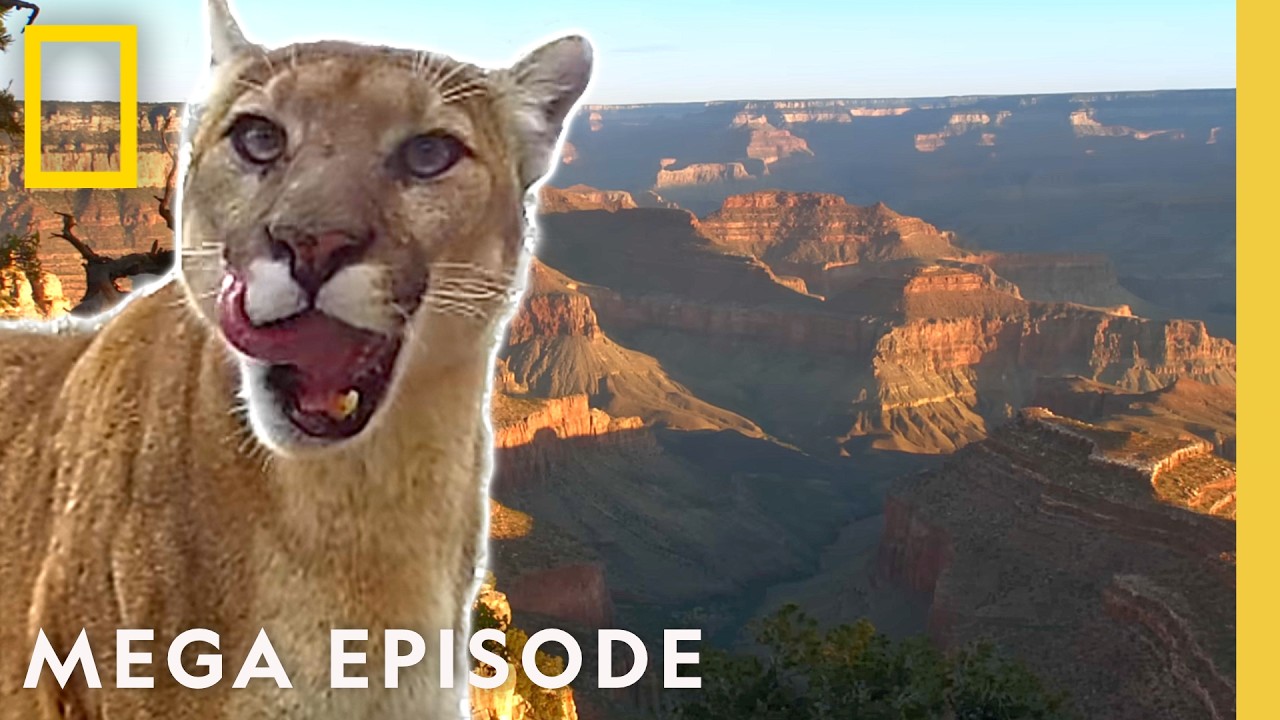 Discover the Majesty of America’s Wilderness | National Parks MEGA Episode | Nat Geo – Video