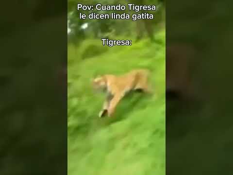 POV Cuando Le Dice A Tigresa Linda Gatita Meme Himor Edit Fy Viralvideo