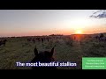 Жеребец Принц.|The most beautiful stallion.