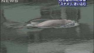 名古屋の川に珍客　「スナメリ」が迷い込む（10/02/15）