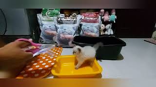 How to litter train your kittens by Happy Cats PH 753 views 3 years ago 10 minutes, 25 seconds