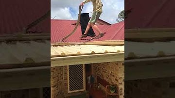 Massive Grumpy Python Roof Retrieval || ViralHog