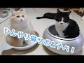 ひえひえアルミニャンコつぼ＆ひんやりクール猫鍋【猫 マルカン  ペッツルート】