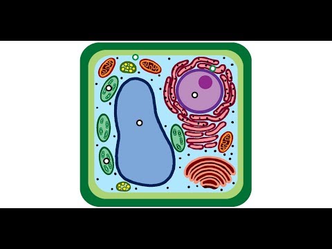 Видео: Как се рисува клетка