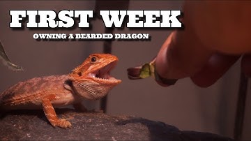 First Week Owning Your New Bearded Dragon! - Beginner Tips