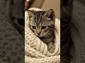 Cute, sad cat wrapped in a comfy blanket #aishorts #funny #cat #cute #blanket