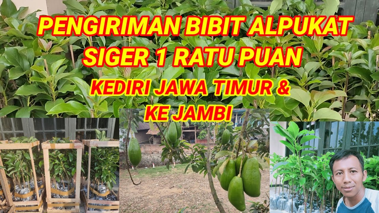 PENGIRIMAN BIBIT ALPUKAT SIGER 1 RATU PUAN, KEDIRI JAWA TIMUR & KE JAMBI
