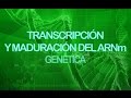 Transcripción y maduración del ARNm | Genética