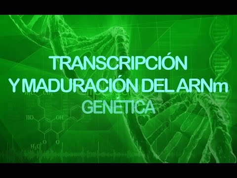 Vídeo: Análisis RIP-Chip De Todo El Genoma De ARNm De Unión A Represores Traduccionales En El Gametocito De Plasmodium