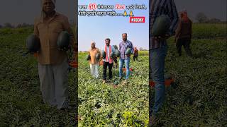 कलिंगड २०२६ success #farming #watermelonfarming #organicfarming #maharashtra #farmer #muskmelon