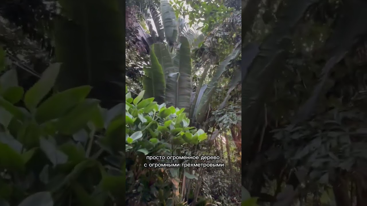 Стрелиция в живой среде🌱 