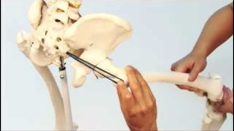 Piriformis Medially Rotates
