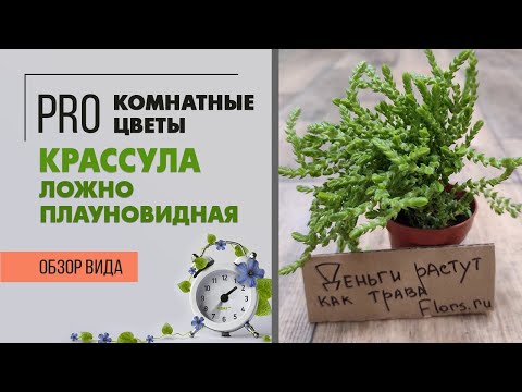 Крассула плауновидная уход в домашних условиях