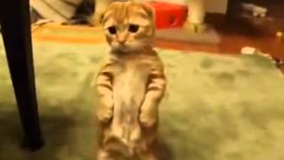 Самый забавный кот-сурикат