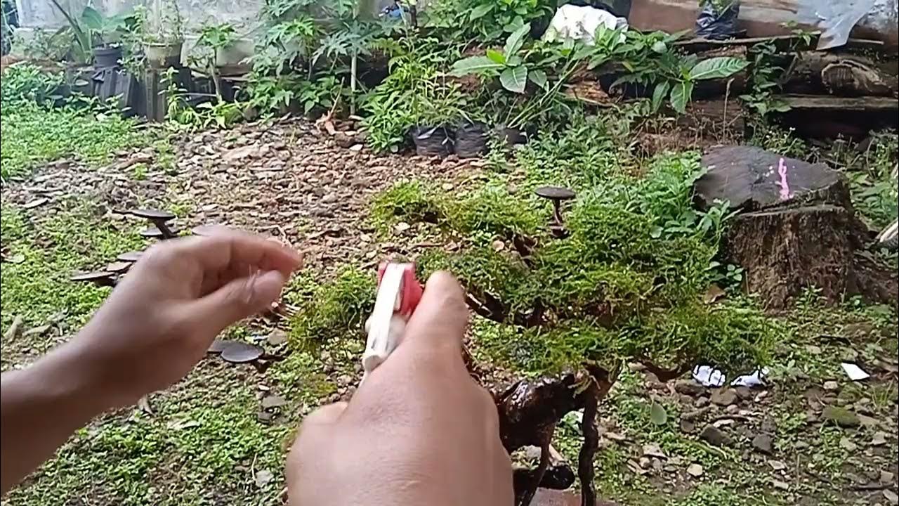 CARA MENEMPELKAN RUMPUT MOS PADA TATAKAN MOS BONSAI AQUASCAPE YouTube
