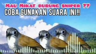 Suara Pikat Burung Tepus Dada Putih|||Suara Pikat Burung Sniper