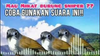 Suara Pikat Burung Tepus Dada Putih|||Suara Pikat Burung Sniper