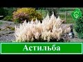 Цветок астильба – посадка и уход, выращивание астильбы из семян