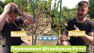 Как Перепревить Замерзшую Штамбовую Розу!Справится Даже Новичек!