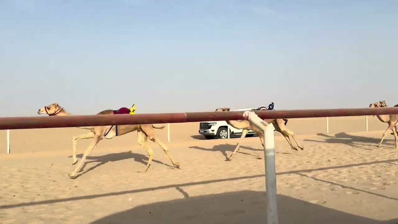 الشوط الثاني عشر 