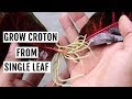 Grow Croton from Leaf in Water - No SOIL Needed!