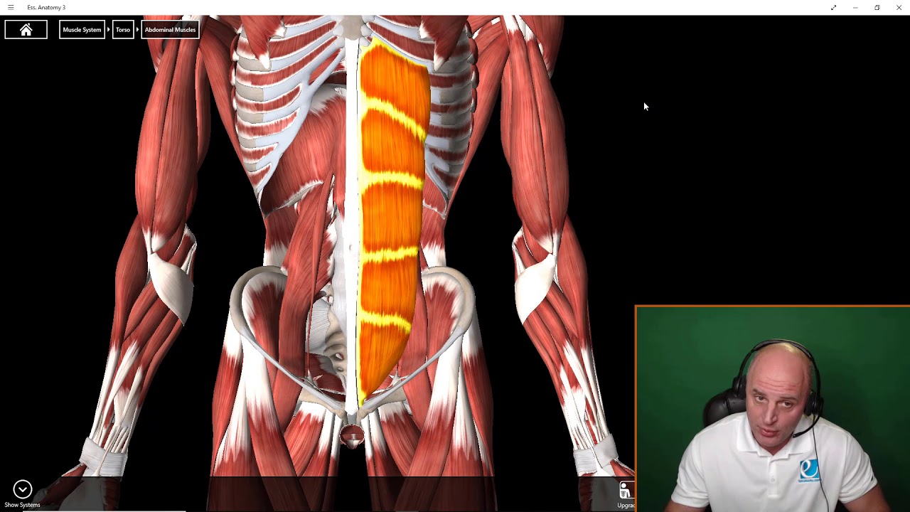 Rectus abdominis - YouTube