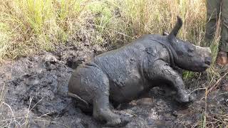 Orphaned baby rhino enjoys a mud bath