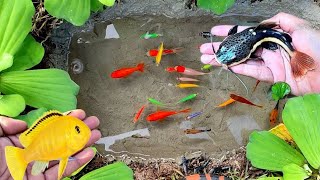 Catch colorful fish, koi fish, goldfish, glowfish, betta fish, gourami fish, catfish, lobsters