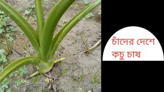 চাঁদের দেশে কচু চাষ|বারি-১ লতিরাজ কচু|স্বপ্ন অংঙ্কুর এগ্রো ফার্ম