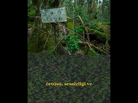 30 Saniyede : Aokigahara - Japonya'nın Gizemli "İntihar Ormanı" 😱