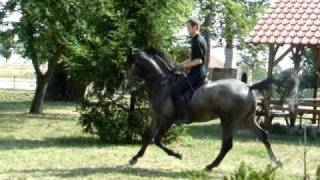 Jeune Cheval de 4 ans & Equitation