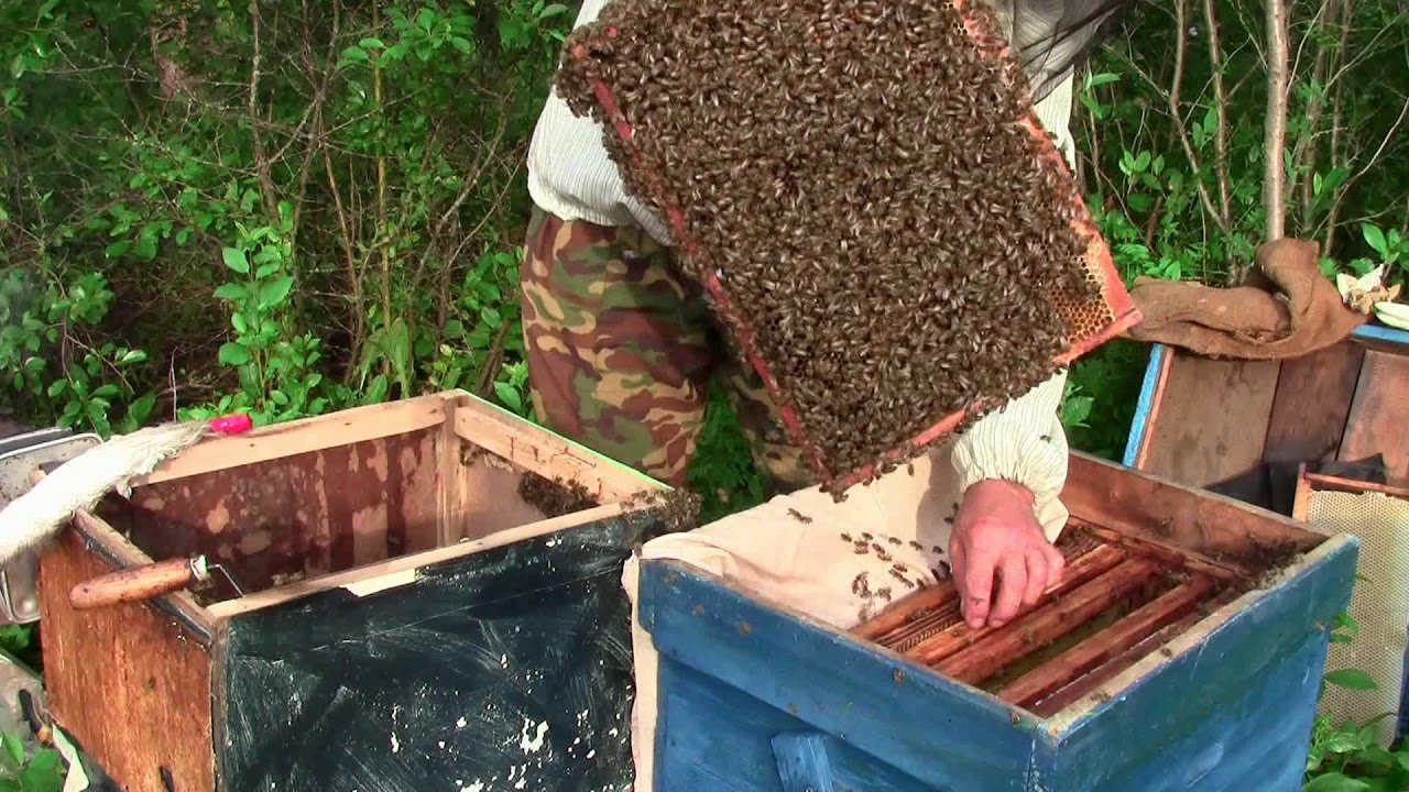 3 пчелы 3 дома. Турецкий улей. Рой пчел. Как поймать Рой пчел. Пчеловодов 3.