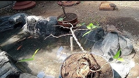 Keluarga Perkutut lokal di aviary