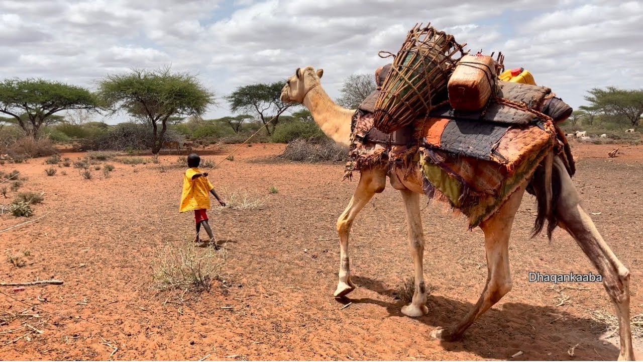 Dhaanka baadiyaha iyo wiilal yaryar