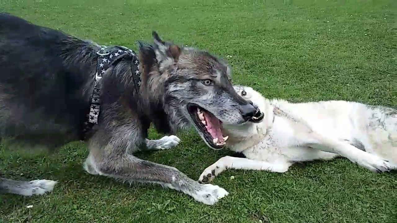 american wolfdog