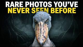 Rare Photos That You've never Seen