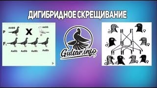 ДИГИБРИДНОЕ СКРЕЩИВАНИЕ ГОЛУБЕИ / PIGEONS / TAUBE #Gulsarinfo© (Перезалив)