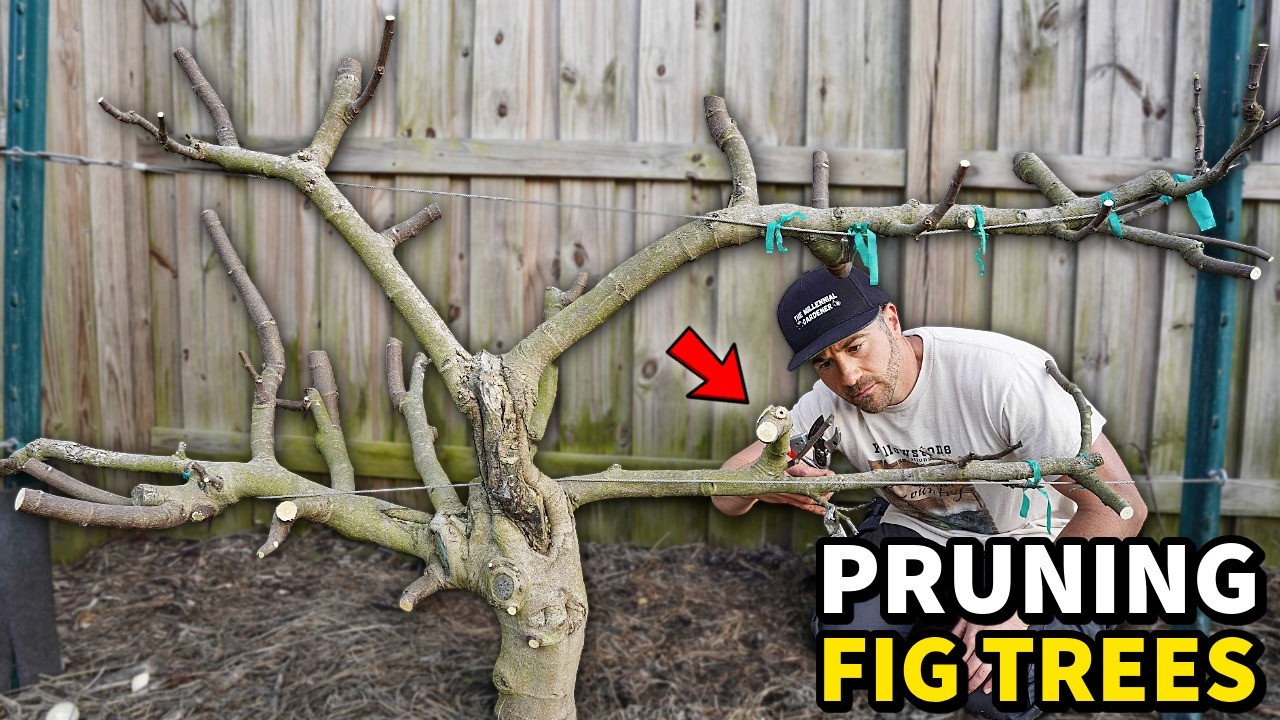How to Prune Fig Trees for Small Size and MAXIMUM Production! - YouTube