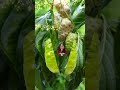 Noni Asmr Shorts Trending Fruitslice Splitfruits Capcut Youtubeshorts Susanbulusan Noni Asmr Shorts Trending Fruitslice Splitfruits Capcut Youtubeshorts Susanbulusan
