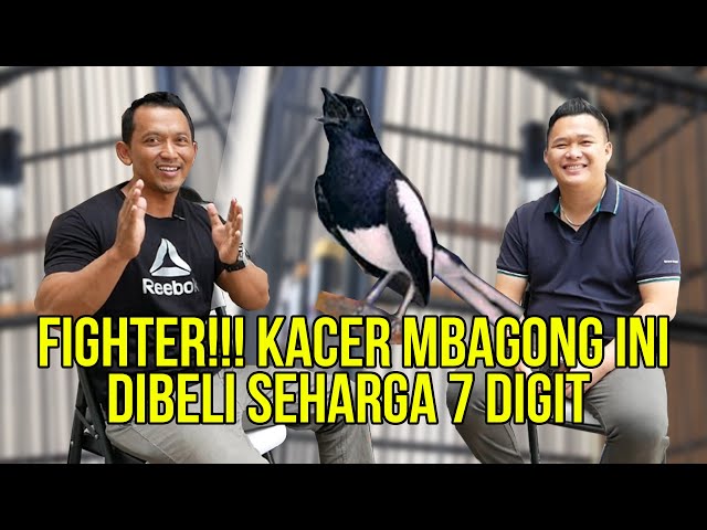 Kicau Mania Ini, merawat Kacer Mbagong Sampai Stabil Juara class=