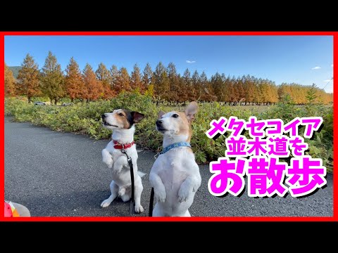 メタセコイア並木道をお散歩したジャックラッセルテリアが元気いっぱいだった!