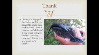 Top 5 channel catfish baits (more)
