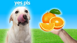 Labrador Tries Oranges *CITRUS*