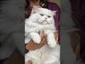 What happens if you feed your cat only dry food#catlovers #catshorts #catlove #cute #cats #catvideos