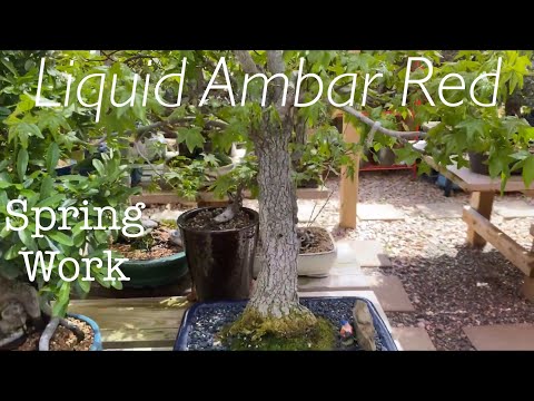 Video: Liquidambar Taiwanez