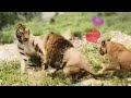 雄虎和雄狮打架，雌狮会帮谁？| Lion VS Tiger，Lion and tiger fight, who will the lioness help?