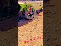 احبوا الخيل واصطبروا عليها 