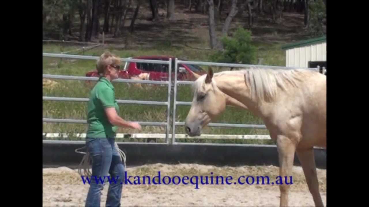 Horse Training After A Spell YouTube